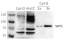 PPR | Pentatricopeptide repeat-containing protein (chloroplastic) (SOT1)